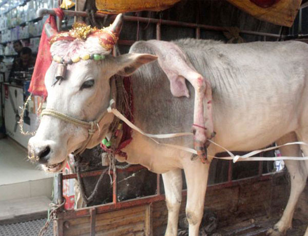 5 Bacaklı kutsal inek görenleri şaşkına çeviriyor! - Resim: 1