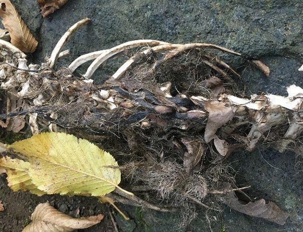 Trabzon'da bulunan 1,5 metre uzunluğundaki iskelet su samuruna ait çıktı - Resim: 1