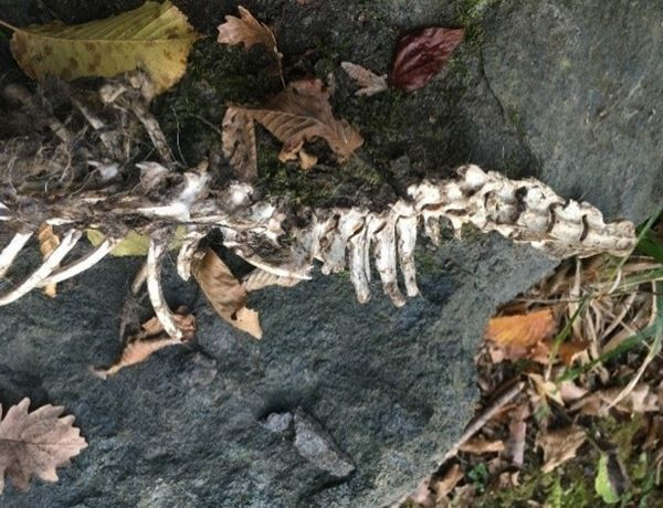 Trabzon'da bulunan 1,5 metre uzunluğundaki iskelet su samuruna ait çıktı - Resim: 2