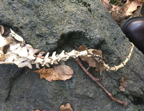 Trabzon'da bulunan 1,5 metre uzunluğundaki iskelet su samuruna ait çıktı - Resim: 3