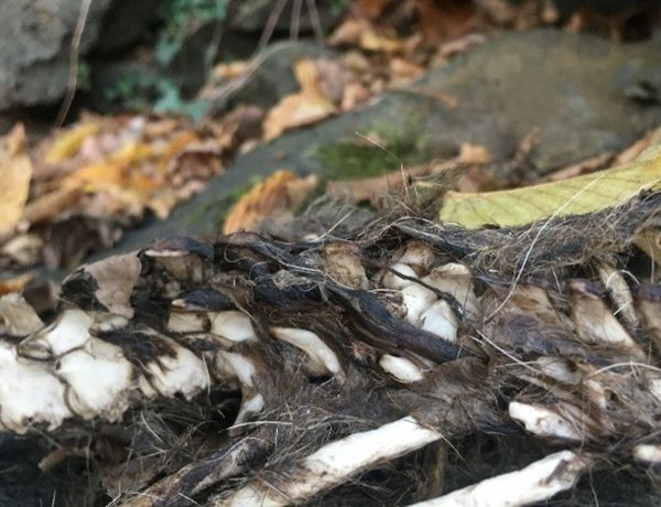 Trabzon'da bulunan 1,5 metre uzunluğundaki iskelet su samuruna ait çıktı - Resim: 4