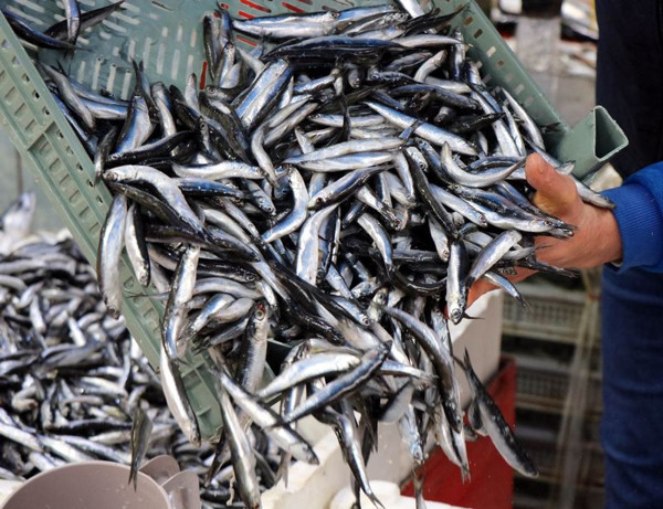 Fiyatı düştü! Samsun'da vatandaşlar tezgahlara akın etti satışlara yetişemiyorlar - Resim: 0