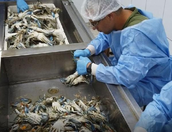 Muğla'da balıkçıların korkulu rüyası turistlerin gözdesi oldu! Talepler patladı - Resim: 1