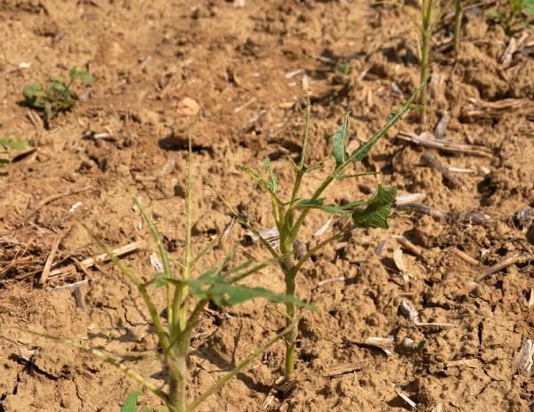 Tekirdağ'ı çekirgeler istila etti ayçiçeği tarlalarını yok ediyorlar - Resim: 4