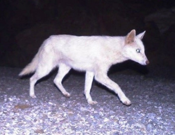 Albino olan hayvanlar - Resim: 2