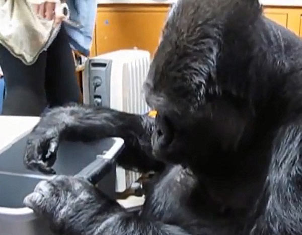 Goril Koko ve yavu kedilerin görüntüleri tıklanma rekoru kırıyor - Resim: 2