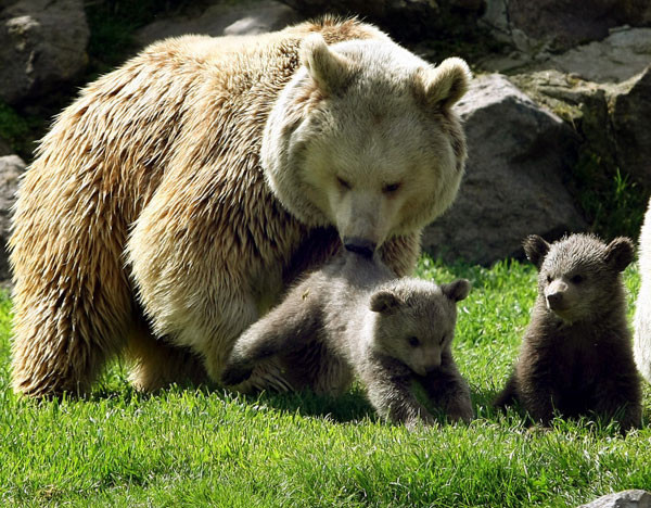 Türkiye'nin ilk yavruları - Resim: 4