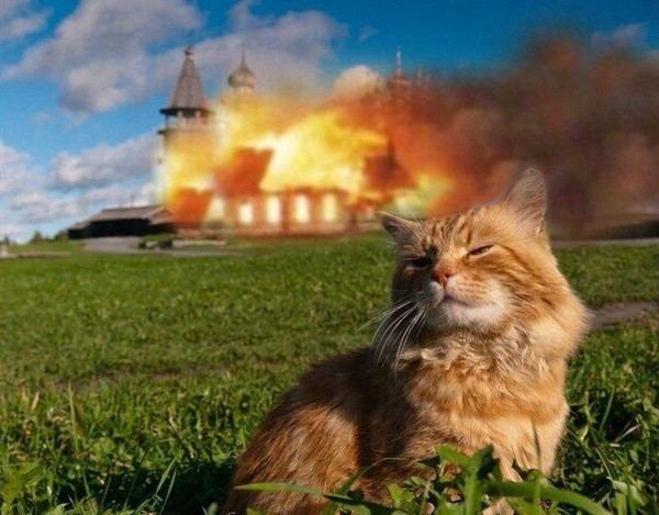 Evde kedi besliyorsanız dikkat! Yangın çıkma ihtimali hayli yüksek - Resim: 0