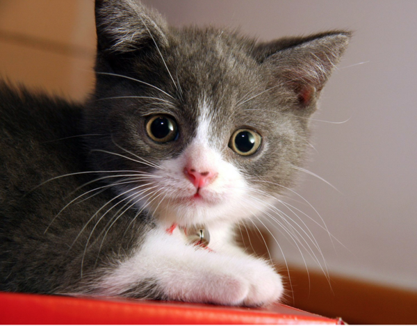 Hayvanlardan insanlara geçen bu bakteri ruh hastalıklarına neden olabiliyor - Resim: 2