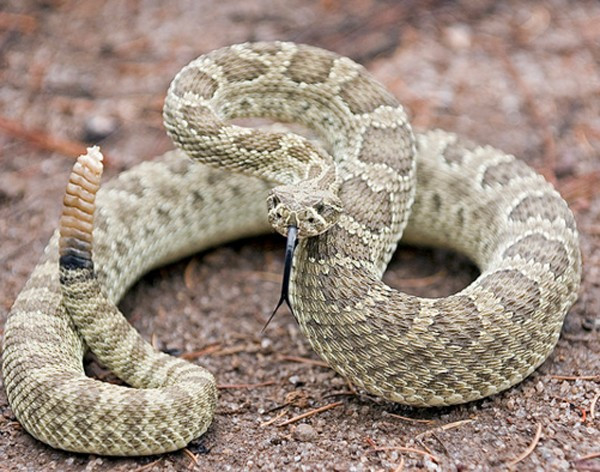 Çıngıraklı yılanın kuyruğunu açınca... - Resim: 1