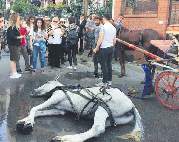 Erdem Gül buna niye ses etmiyor? Adalarda fayton atına eziyetin görüntüsü - Resim: 0