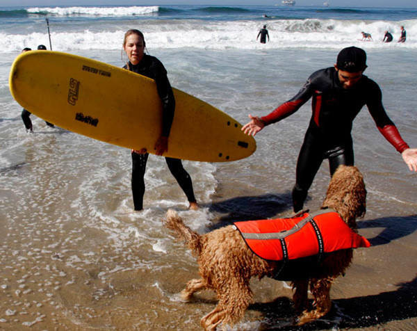 Köpeklerin sörf merakı görülmeye değer - Resim: 1
