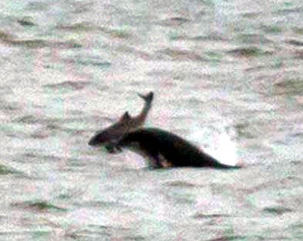 Kendi türünü katleden yunuslar şaşkınlık yarattı! - Resim: 2