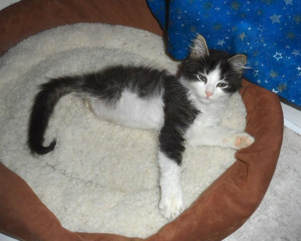 İki bacağı olmayan kedi kuyruğunu kullanarak koşuyor - Resim: 1