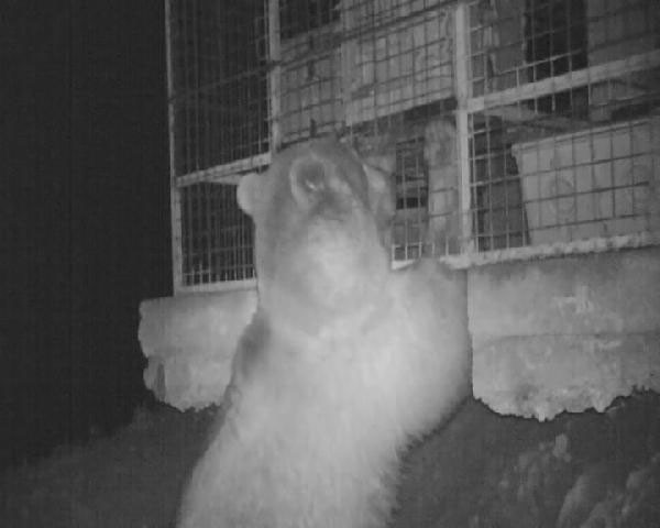 İnsan yiyen bir nesil geliyor bölge halkı diken üstünde - Resim: 3