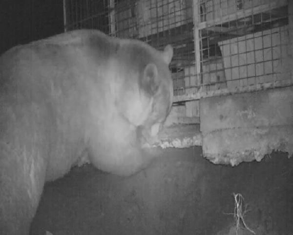 İnsan yiyen bir nesil geliyor bölge halkı diken üstünde - Resim: 4