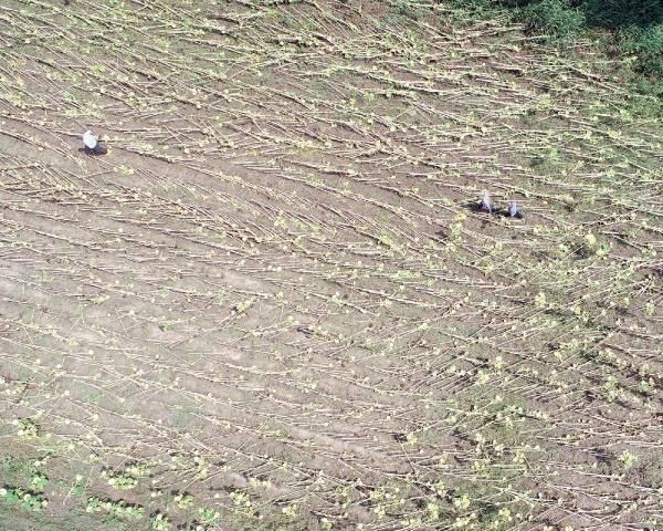 Kırklareli'de hortum dev kavak ağaçlarını kökünden söktü! - Resim: 1