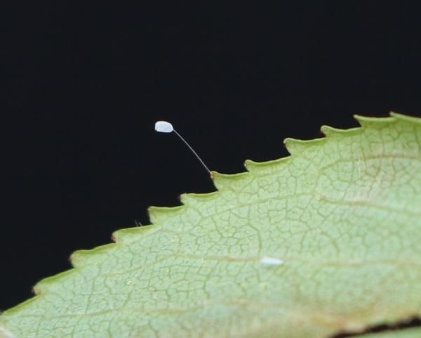 'Udumbara Çiçeği' 3 bin yılda bir açıyor! Bu yıl Çanakkale'de açtı - Resim: 3