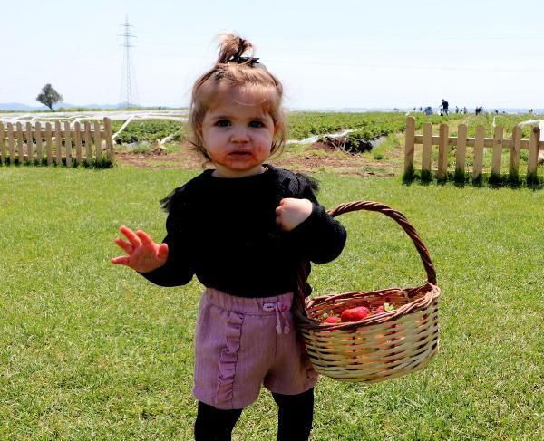 Kilosu 15 TL toplayana ücretsiz! Adana'da özel tarlaya rağbet yağdı - Resim: 3