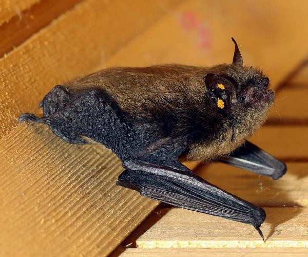 Görenleri hayrete düşürüyor sakallı yarasa bulundu! - Resim: 1