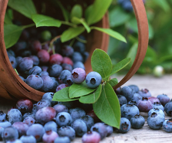 Yaban Mersini'nin faydaları nelerdir? İşte 7 önemli faydası... - Resim: 1