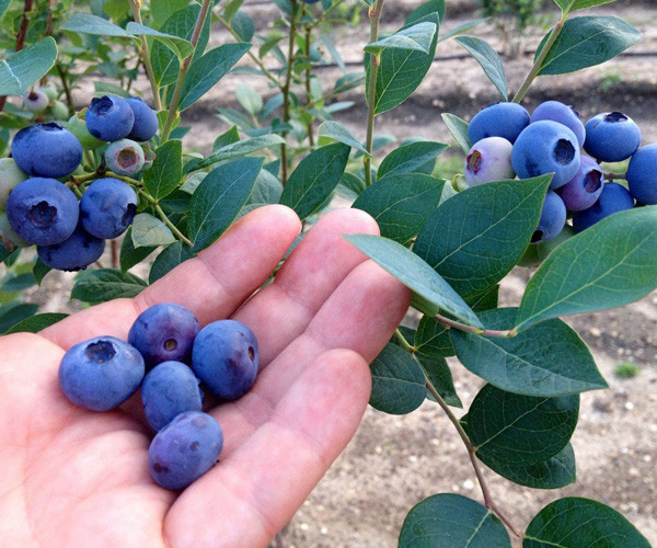 Yaban Mersini'nin faydaları nelerdir? İşte 7 önemli faydası... - Resim: 2