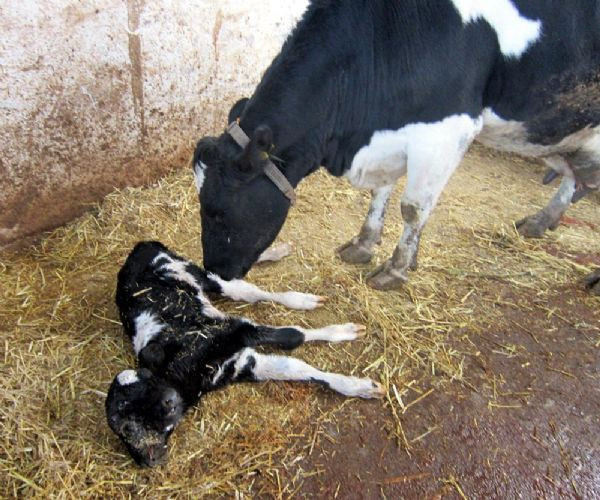 Çift başlı buzağı şoke etti! - Resim: 3