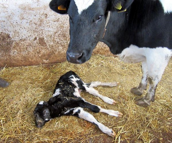 Çift başlı buzağı şoke etti! - Resim: 1