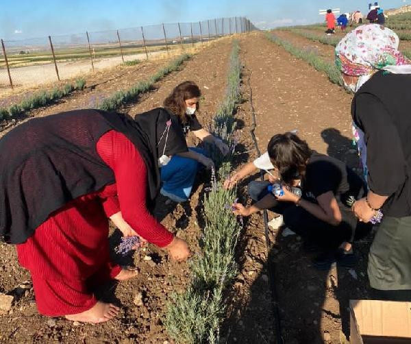 'Batman'da yetişmez' dediler, Hollanda'ya ihraç edilince ekmek için sıraya girdiler - Resim: 0