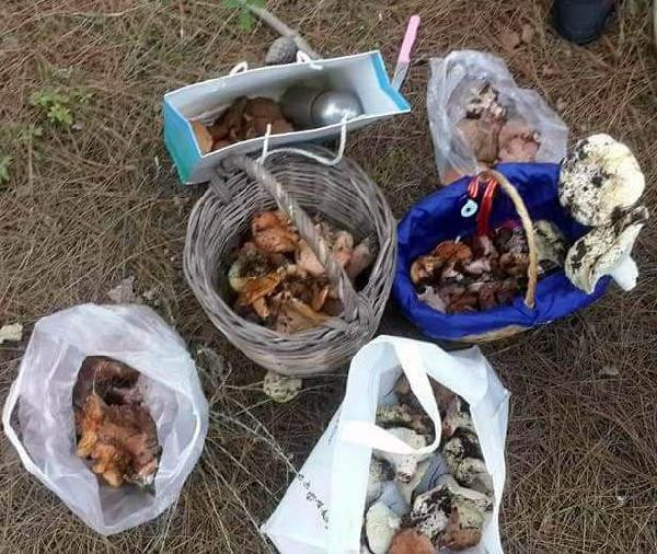 Çıntar mantarı müthiş para ediyor! Kilosu bakın kaç lira - Resim: 1