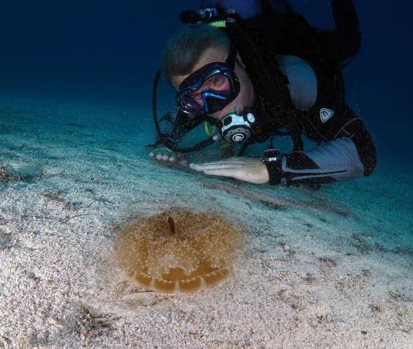 Kaş'ta 'yakıcı denizanası' istilası! Dokunan hastanelik oluyor - Resim: 3