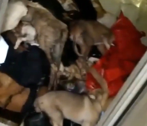 Antalya'da hayvanlar ölüme terk ediliyor iddiası! Tepkiler büyüyor - Resim: 0