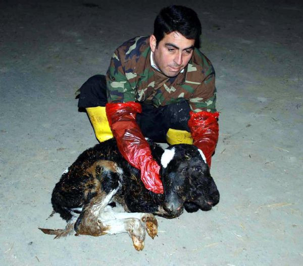 Çift başlı buzağı şoke etti! - Resim: 2