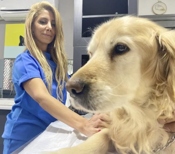 Yürümekte zorlanıyordu! Ankara'da obez köpek 30 kilo verdi: İşte son hali... - Resim: 1