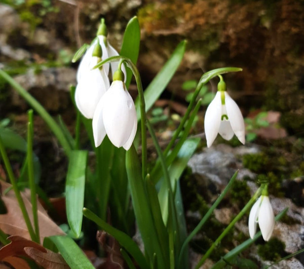 Kahramanmaraş'ta bu çiçeği koparan yandı! Cezası sıfır otomobil parası - Resim: 1