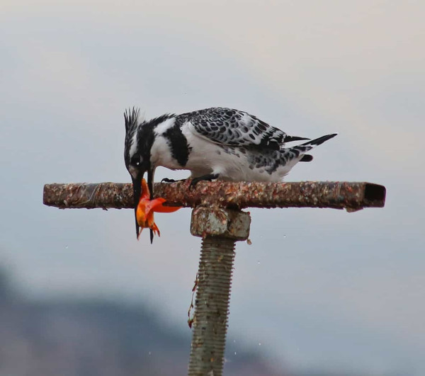 Kahramanmaraş'ta ilk kez görüntülendi! Havada asılı kalma özelliği görenleri şaşırttı - Resim: 0