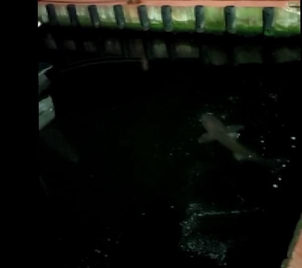 Haliç'te köpek balığı görüntüledi! "30 yıldır balıkçıyım ilk defa gördüm" - Resim: 3