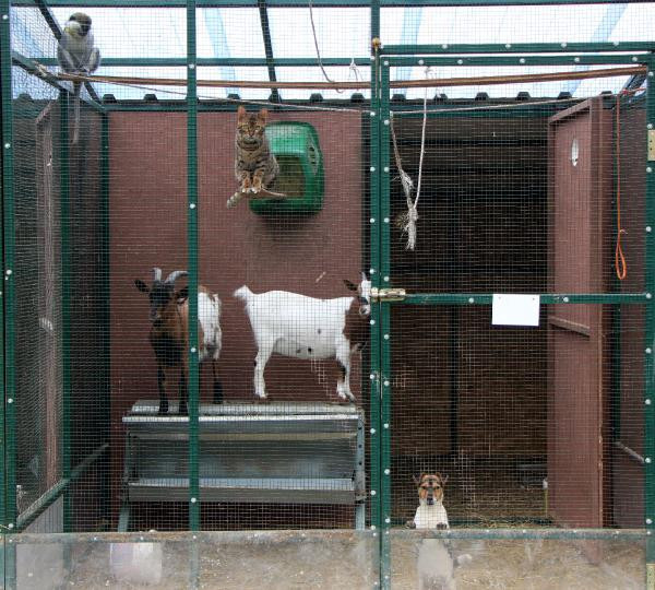 Bunlar da 'Abant Mızıkacıları'... - Resim: 1