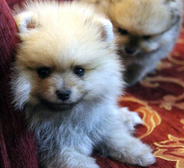 Ne olduklarını görünce yüreğiniz sızlayacak! - Resim: 2