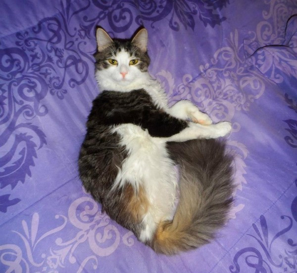 İki bacağı olmayan kedi kuyruğunu kullanarak koşuyor - Resim: 2