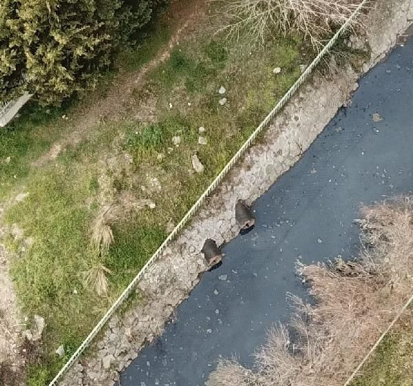 İstanbul'da korkutan manzara: Daha önce böyle bir şey görmedim - Resim: 1