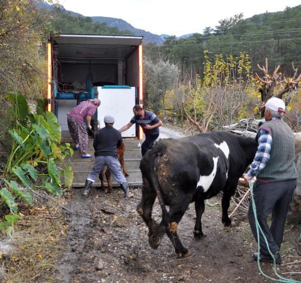 Antalya'da 2 aylık buzağıya tecavüz edilmişti! Haluk Levent harekete geçti - Resim: 4