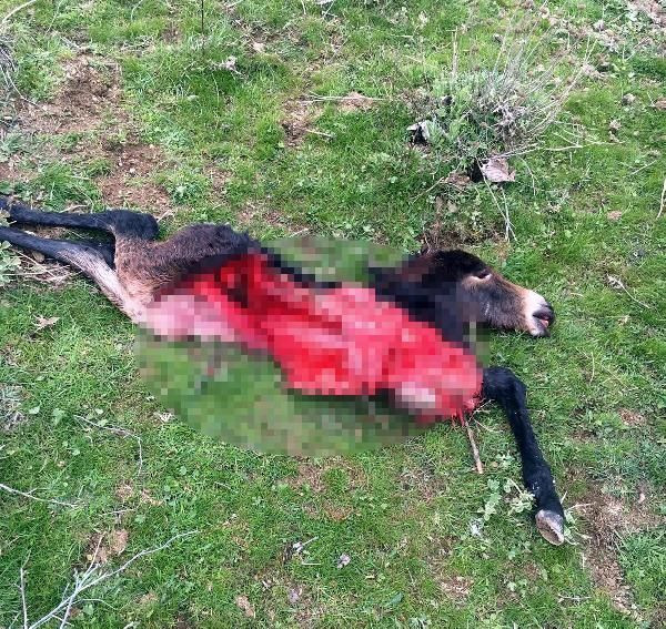 Manisa'da kamyonette 800 kilo at eti ile yakalandılar! - Resim: 1