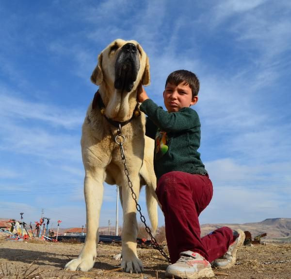 Araba parasına vermedi! Aksaray'da almak isteyen aylarca bekliyor fiyatı dudak uçuklattı - Resim: 2