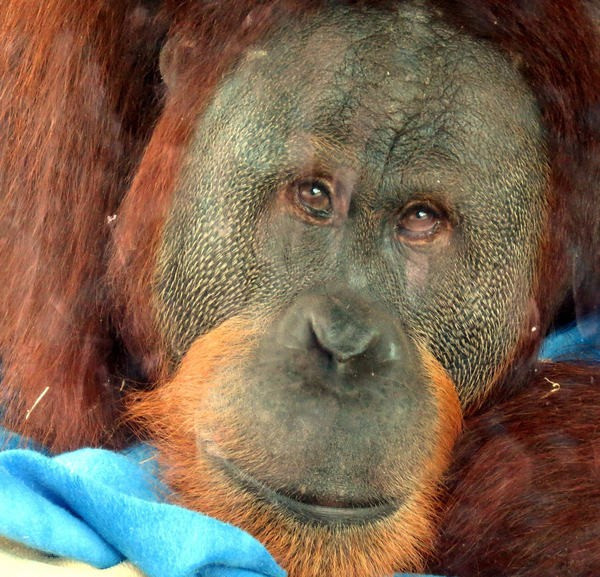 Hayatını karartan kazadan sonra onu hayata orangutan döndürdü - Resim: 3