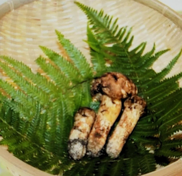 Servet değerindeki bu 3 mantarın fiyatını duyan inanamadı - Resim: 0