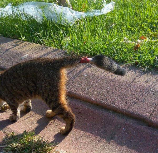 Sultangazi'de kedilere yönelik vahşet büyü yapmak için kuyruklarını kesiyorlar - Resim: 3