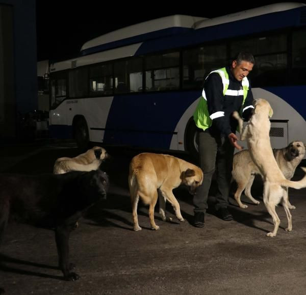 Ankara'da EGO şoförü Yasef Demir, sokak köpeklerinin abisi oldu! Topladığı yemeklerle 150 köpeğe bakıyor - Resim: 2
