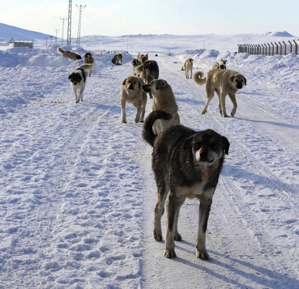 Van'da yolda yürüyen genç kız hayatının şokunu yaşadı: Kimse korkudan dışarı çıkamıyor - Resim: 1