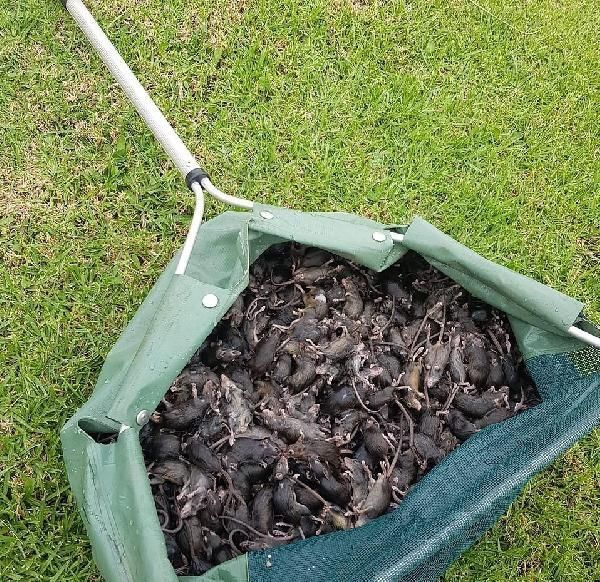 Avustralya’yı fareler bastı! Her yeri istila eden fareler bazı hastaları da ısırdı - Resim: 3